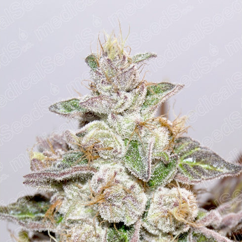Medical Seeds - Mendocino Purple Kush