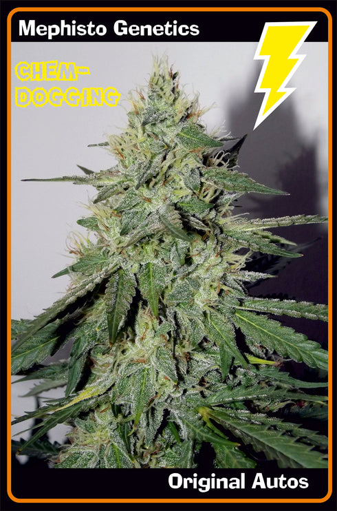 Mephisto Genetics - Chemdogging Auto