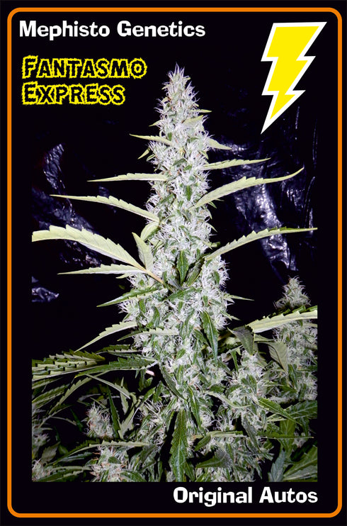 Mephisto Genetics - Fantasmo Express Auto