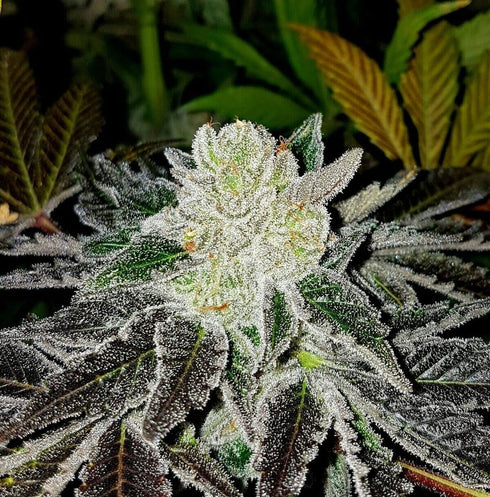 Karma Genetics - Miley Biker