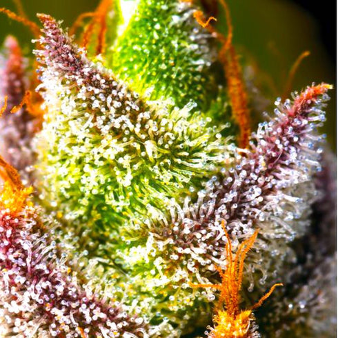 BSB Genetics - Mimosa