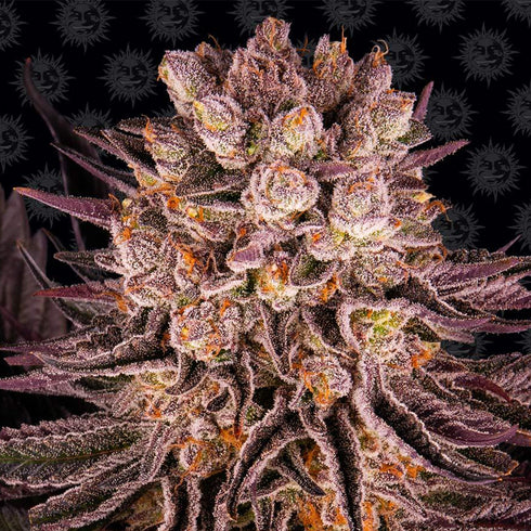 Barney's Farm Seeds - Mimosa x Orange Punch