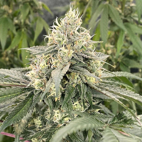 Dark Horse Genetics - Mind Ztone