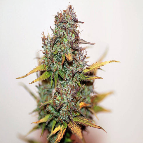 Seedsman - Mini Gun Auto