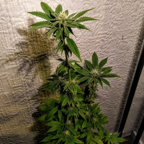 Holy Smoke Seeds - Mint Chocolate Bananas