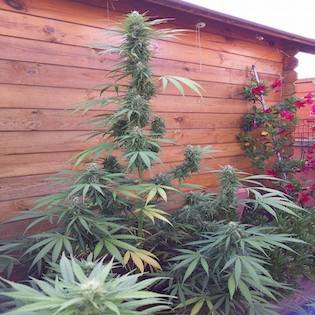 Flash Seeds - Missile 33 SuperAuto