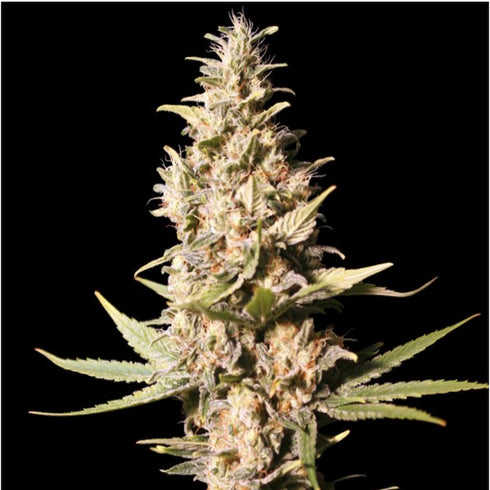 Eva Seeds - Missing in Barcelona (M.I.B.)