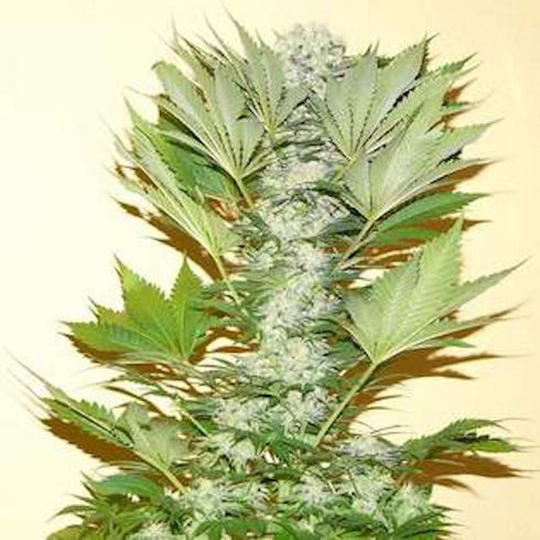 Nirvana Seeds - Misty Kush