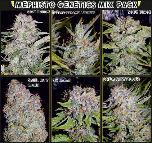 Mephisto Genetics - Mystery Mix Pack Auto