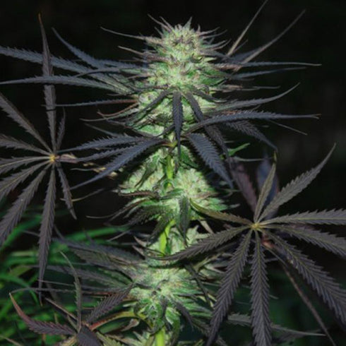 Cannabiogen - Cannabiogen Mix