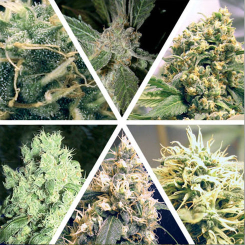 Ceres Seeds - Ceres Mix