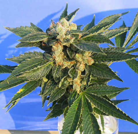 T.H. Seeds - MK Ultra