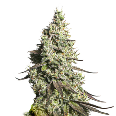 Seed Stockers Seeds - Moby Dick Auto