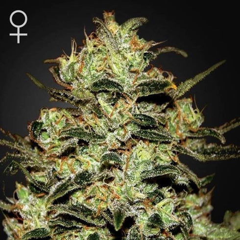 Greenhouse Seed Co. - Moby Dick