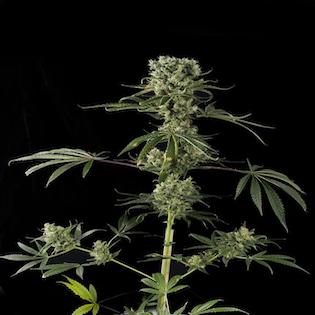 Dinafem Seeds - Moby Dick #2