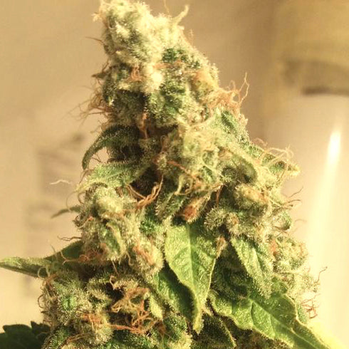 BSB Genetics - Moby Dick