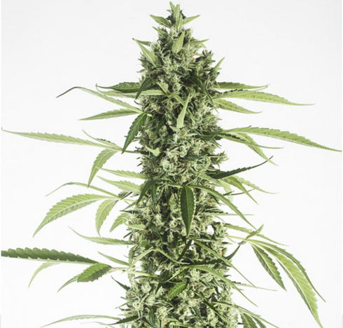 Dinafem Seeds - Moby Dick Auto