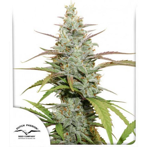 Dutch Passion - Mokum's Tulip