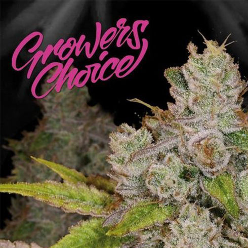 Growers Choice - Monkey Glue