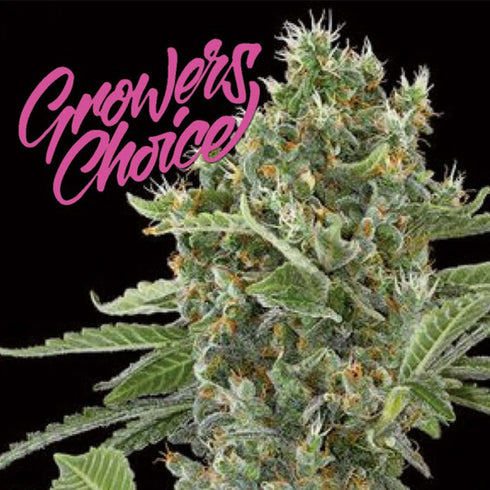 Growers Choice - Monsterbud Auto