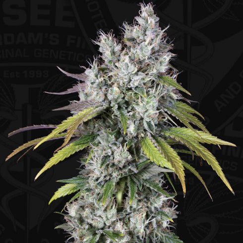 T.H. Seeds - Mont Blanc
