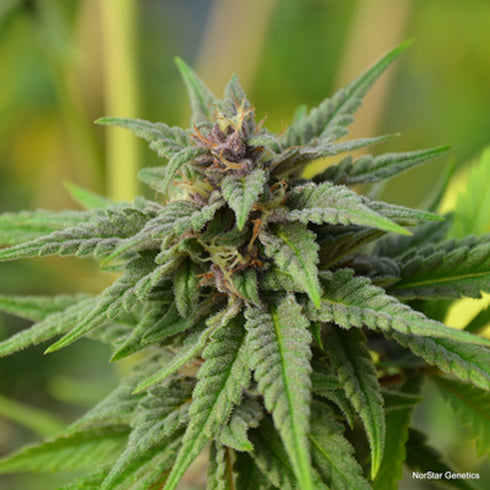 Norstar Genetics - MoonShadow