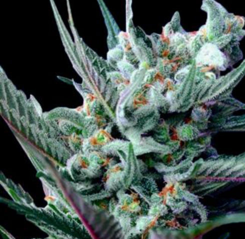 Rare Dankness - Moonshine's Ghost Train