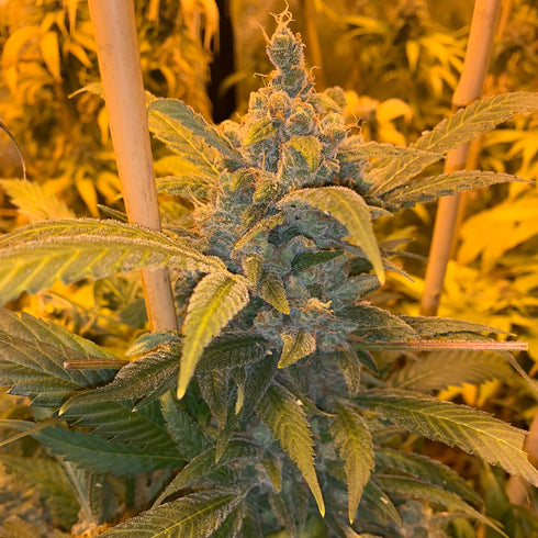Mosca Seeds - Alien Widow (Gas Line)