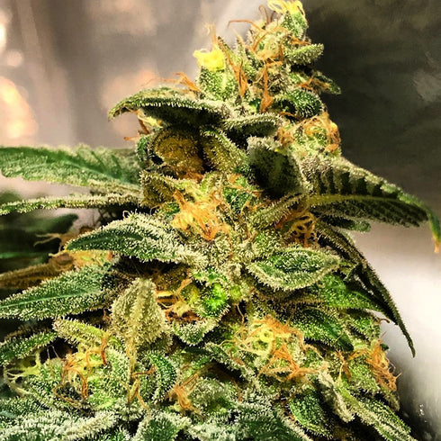 Mosca Seeds - Animal Jam