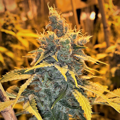 Mosca Seeds - Cherry White