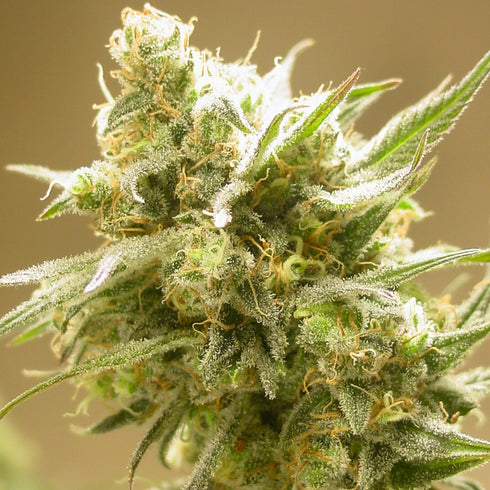 Mosca Seeds - Cinderella 99 BX-1