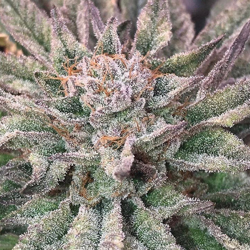 Mosca Seeds - Crypto