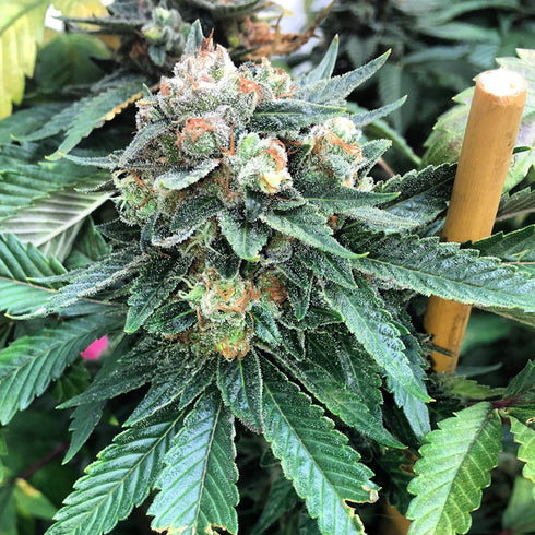 Mosca Seeds - Double Zero OGK