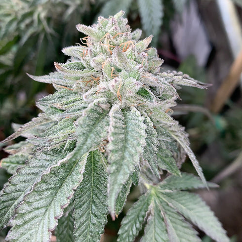 Mosca Seeds - Fire Cake (Gas Line)