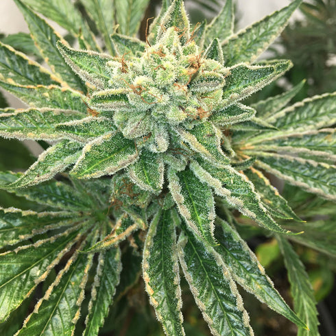 Mosca Seeds - Helio OGK