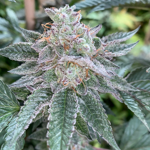 Mosca Seeds - Hyper Drive (Gas Line)