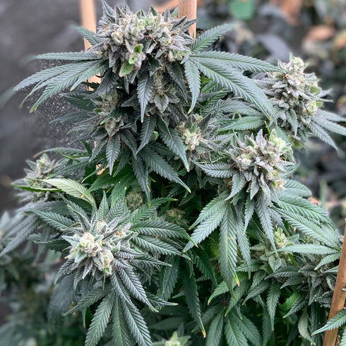 Mosca Seeds - Midnight Special