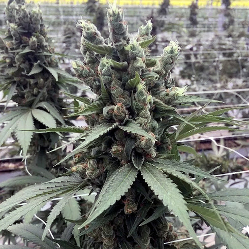 Mosca Seeds - Moonshine Cookies