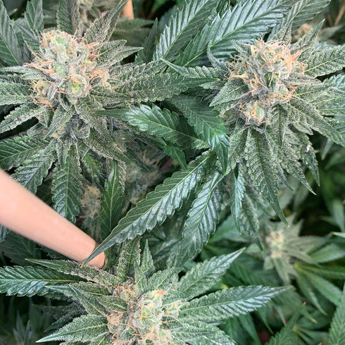 Mosca Seeds - New Order (Gas Line)