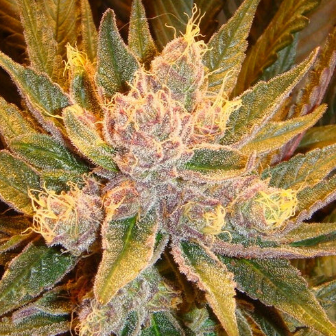 Mosca Seeds - Old Time Moonshine