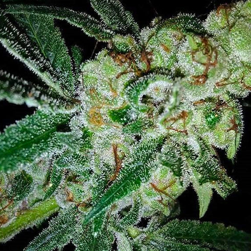 Mosca Seeds - Pink Gorilla