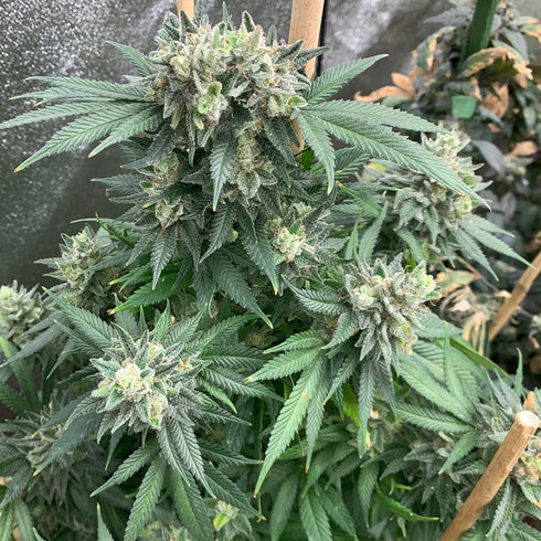 Mosca Seeds - Planet Hulk