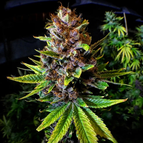 Mosca Seeds - Raspberry Boogie