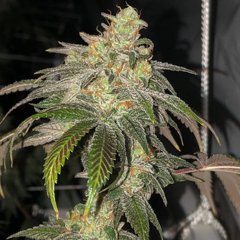 Mosca Seeds - Sour Garlic Bud