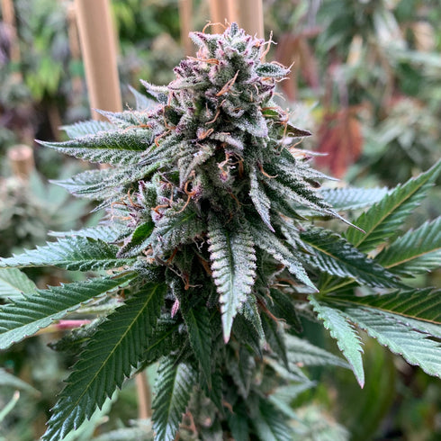 Mosca Seeds - Super Petrol