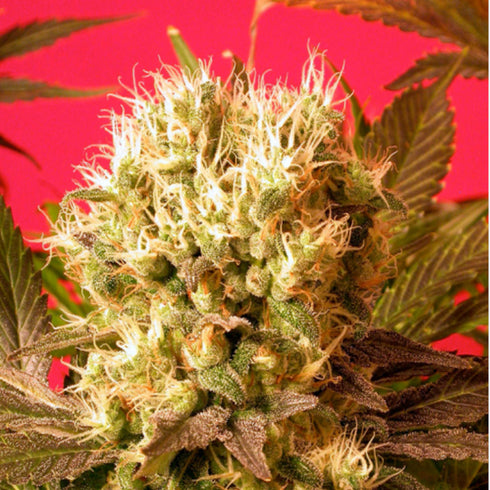 Serious Seeds - Motavation