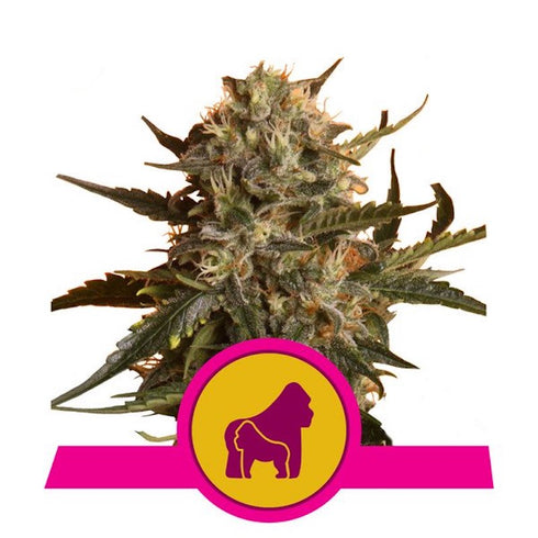 Royal Queen Seeds - Mix CBD