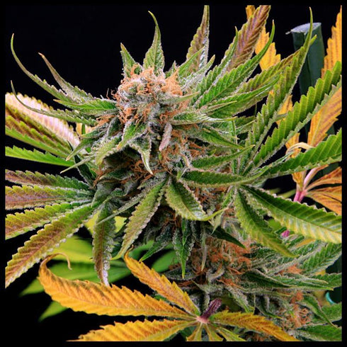 Subcool Seeds/TGA Genetics - Mothertongue