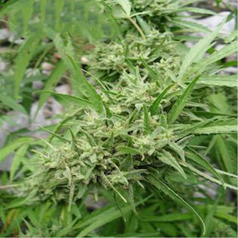 Flash Seeds - Muay Thai SuperAuto