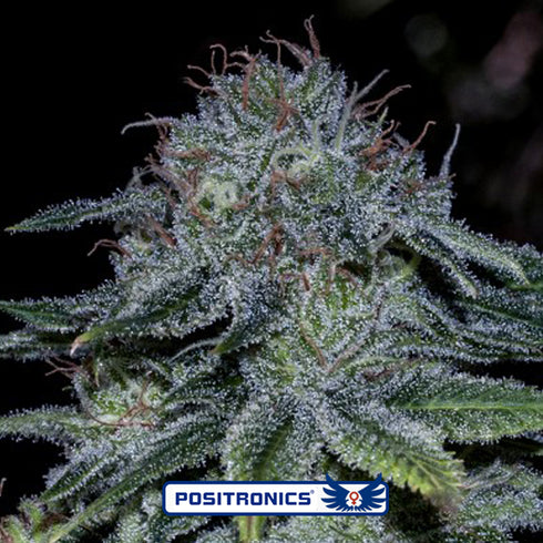 Positronic Seeds - Mystic Cookie
